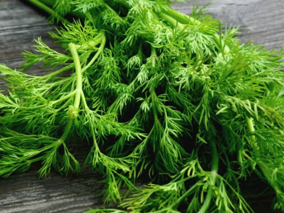 Dill-herb-شبث-شبت-عين-الجرادة